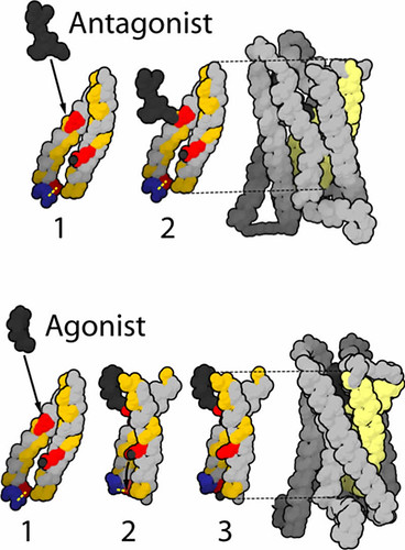 The image shows active and inactive μ-opioid receptors (MOR).