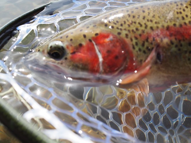 wild rainbow trout fly fishing on the lower mckenzie river