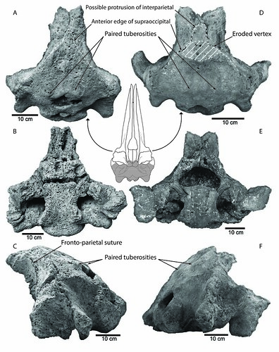 兩件台灣灰鯨化石，中間小圖為灰鯨頭骨復原圖，而斜線部分為灰鯨化石保存的部位。左邊的灰鯨化石（圖A,B,C）保存在台中的自然科學博物館，右邊的灰鯨化石（圖D,E,F）保存在台南永康的大地化石礦物博物館。此圖片已發表在古生物學研究期刊（Paleontological Research）doi:10.2517/2014PR009。