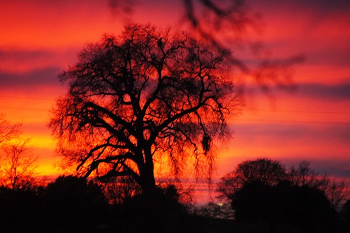 california sunset cloud tree northerncalifornia foliage ranchoroberts eldoradocounty