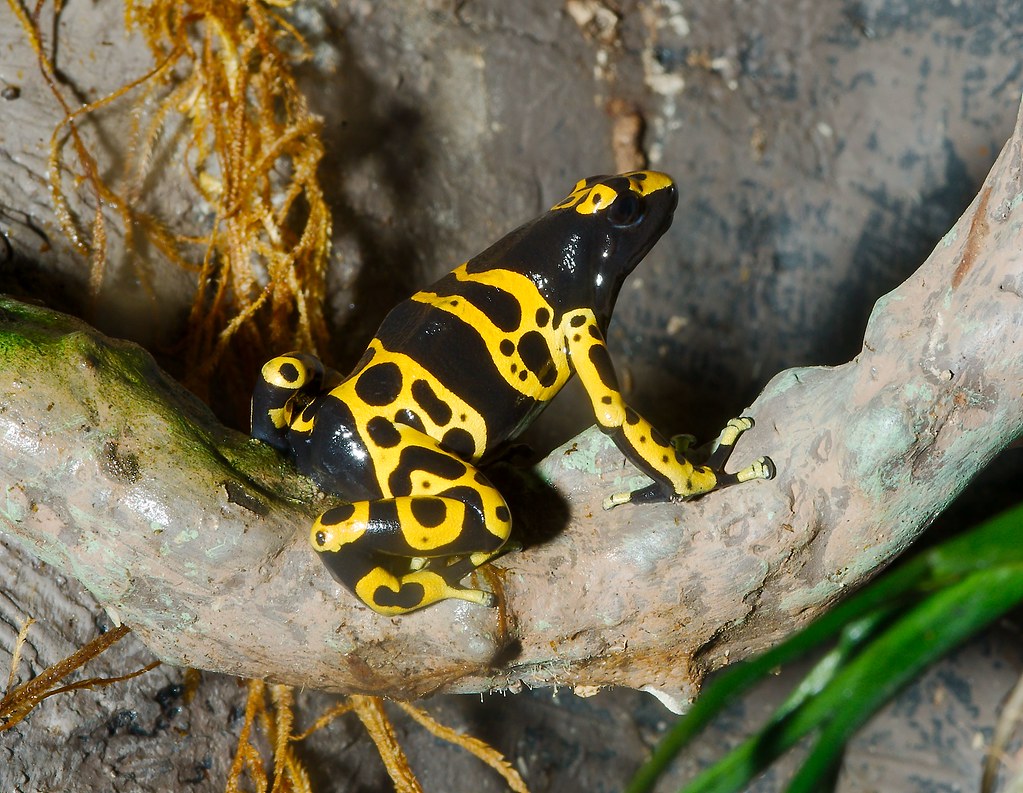 Yellow-Banded Poison Dart Frog (Dendrobates leucomelas)_2