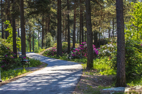 alppiruusu puisto alppiruusupuisto raisio rhododendron finland