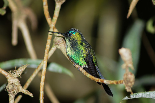 brazil birds brasil aves pájaros pássaros santateresa beijaflor espíritosanto colibri humingbird bluechinnedsapphire chlorostilbonnotatus beijaflordegargantaazul