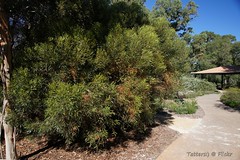Eucalyptus mcquoidii - habit