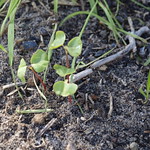 Buckwheat seedlings
