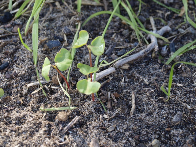 Buckwheat seedlings