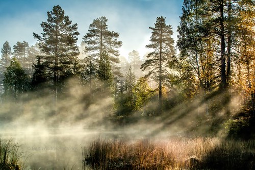 trees sky mist lake tree nature water colors norway horizontal misty fog forest landscape daylight norge woods day quiet natur foggy nopeople silence dis sunbeams tåke quietness drammen colorimage buskerud canon70200mm nedreeiker morgendis taake canon5dmarkii