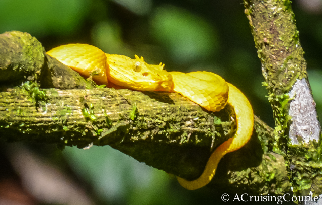 Yellow Eyelash Viper Costa Rica Wildlife Snake