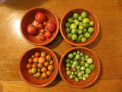 closer look at the tomatoes