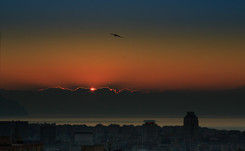 sea italy port sunrise alba seagull genoa genova porto gabbiano
