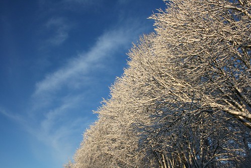 trees winter sky snow norway landscape norge europe scandinavia lier østlandet tranby buskerud