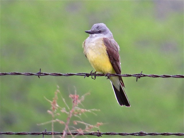 Western Kingbird at Evergreen Lake in McLean County, IL 02