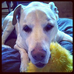 My goofball Zeus and the fuzzy yellow buddy from #BartleysForDogs ... Stay tuned for our #review #dogstagram #dogtoys #seniordog #ilovemydogs