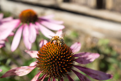Blooming Bee