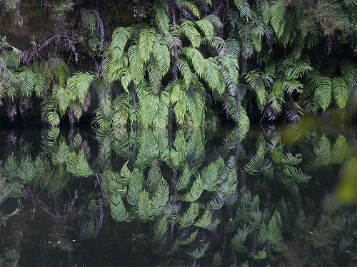 light newzealand fern reflection green water forest canon landscape pond dam southisland westcoast blechnumnovaezelandiae nelsoncreek kiokio capefern