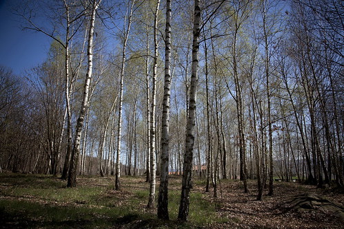 wood color primavera canon spring italia mk2 5d birch serra morena bosco mkii betulla betulle birchen canavese burolo bollengo