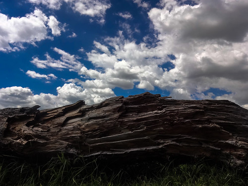 wood summer sky grass mexico madera day cloudy pasto bark cielo verano trunk tronco corteza cuautitlanizcalli