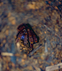 Blue Fang Tarantula (Ephebopus cyanognathus) in its hole