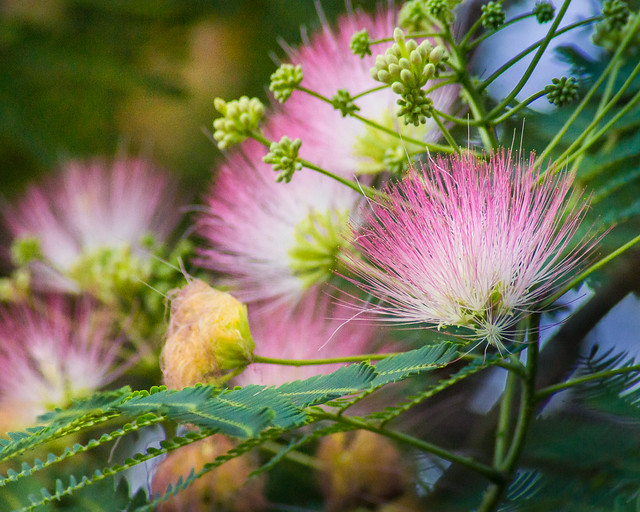 Memosa, Tree, Pink, Poms, Flower