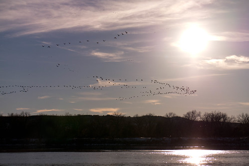 bird animal southdakota geese unitedstates scenic places missouririver pickstown