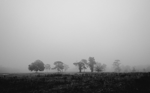 nature morning landscape fog blackandwhite bw xt1 xf14mmf28r orlando fujifilm florida tannerroad foggy day silhouette fav50 fav10 fav20 fav30 fav40 fav60