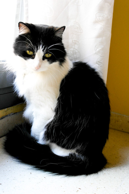 Lucho, gato cruce de Angora blanquinegro nacido en 2011 necesita hogar. Valencia. ADOPTADO. 13055511193_7e0d85945d_z