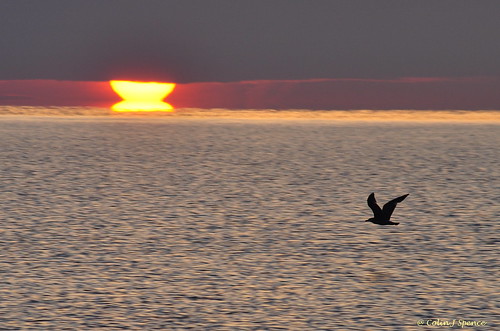 sea cloud sun nature sunrise freedom seagull gull free