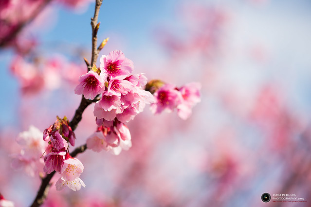 拍攝櫻花運用微距境，可以營造出迷人的散景