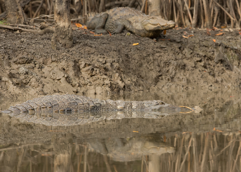 Nile Crocodile  Gambia