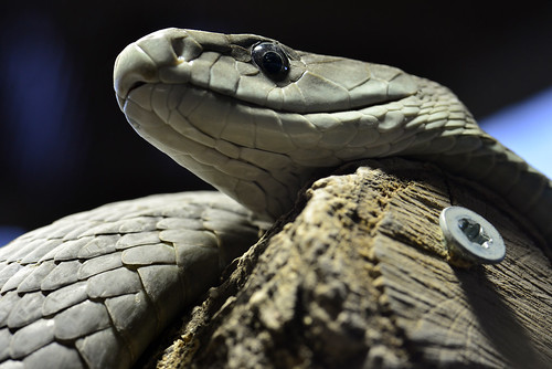 Highly venomous and feared throughout Africa black mamba snakes