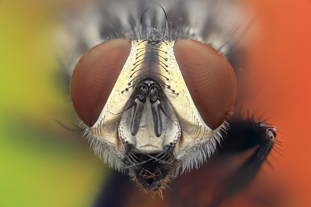 Flesh fly. Pittsburgh, PA