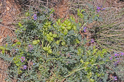 flower nm fabaceae wildflower 2016 astragalus milkvetch fabales rosids astragaluscrassicarpus northroosevelttrap rooseveltco groundplummilkvetch