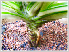 Pandanus veitchii 'Variegata' (Variegated Dwarf Pandanus, Variegated Screw Pine, Variegated Veitch's Screw Pine) develops stilt roots with age, May 8 2016