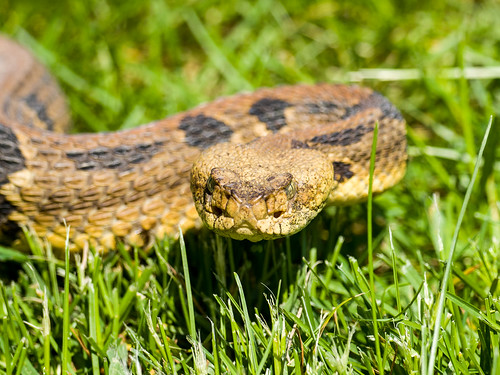 statepark minnesota snake wildlife gear places olympus timberrattlesnake em1 crotalushorridus beavercreekvalleystatepark olympus300mmf4