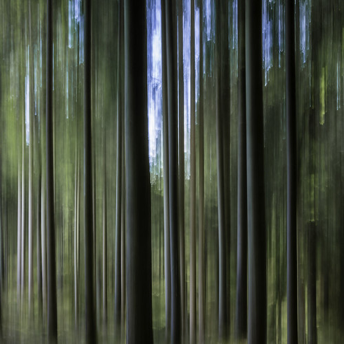 trees abstract forest göteborg landscape photography photo woods europe photographer image sweden gothenburg may photograph f22 100 sverige 24mm scandinavia panning fineartphotography goteborg kungsbacka halland tiltshift architecturalphotography västragötaland commercialphotography fav10 2013 architecturephotography 06sec tse24mmf35l houstonphotographer eos5dmarkiii mabrycampbell may272013 201305270h6a2435