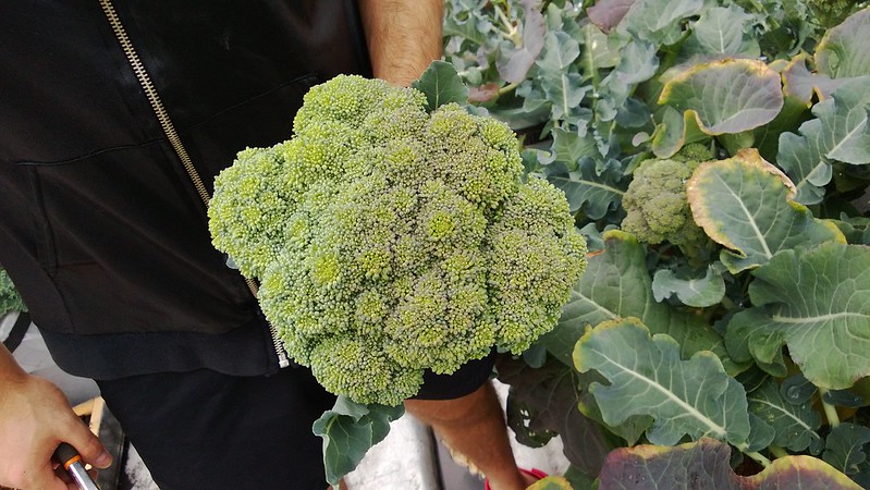broccoliWP_20130603_046