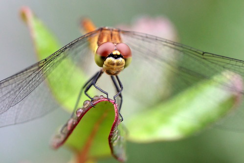dragonfly トンボ