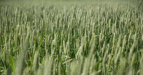 summer green nature field canon germany dof bokeh crop 6d waiblingen tamronspaf2875mmf28xrdildasphericalif flickrunitedaward