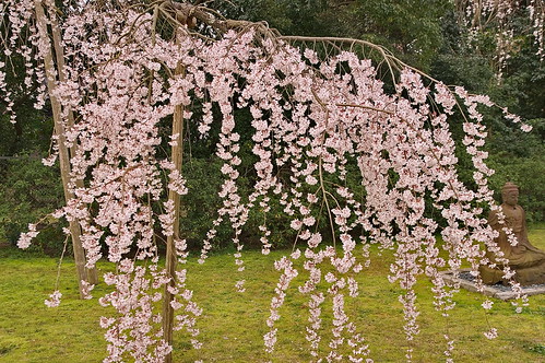 【写真】2013 桜 : 醍醐寺/2021-10-20/IMGP9033
