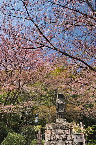 【写真】2013 桜 : 勧修寺/2021-02-03/IMGP9908