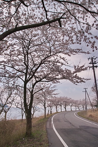 【写真】2013 桜 : 海津大崎/2019-11-20/IMGP0174