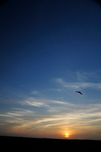 animals bird clouds favorite goldenhour matagorda sky sunset texas