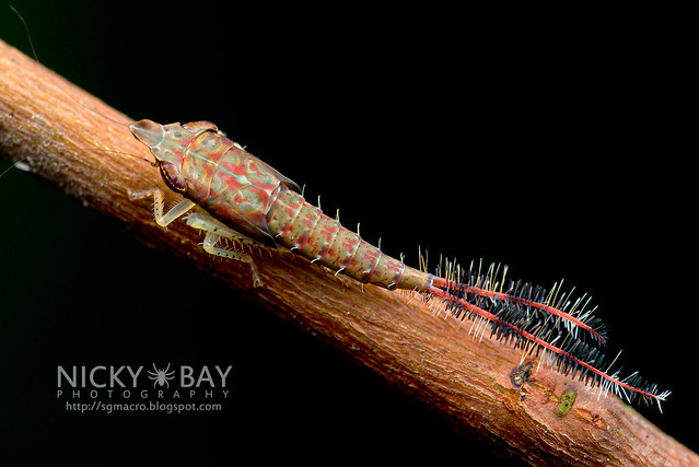 Leafhopper nymph (Selenocephalinae) - DSC_3307