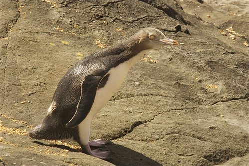 newzealand bird nature canon penguin wildlife southisland otago yelloweyedpenguin northotago hoiho megadyptesantipodes