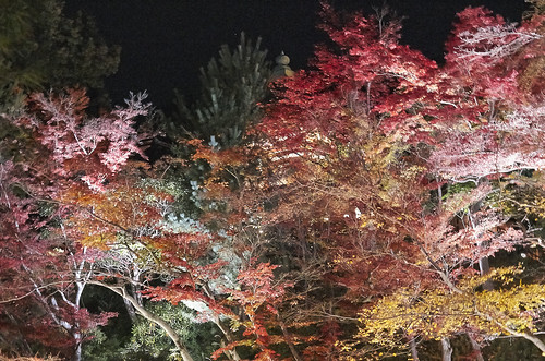 【写真】2013 紅葉 : 高台寺/2019-10-04/IMGP3884