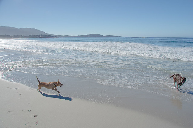 Carmel-by-the-Sea: The best dog friendly beach in California