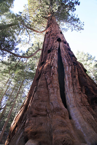 california trees tree nature forest outdoors redwood ponderosa sequoianationalpark