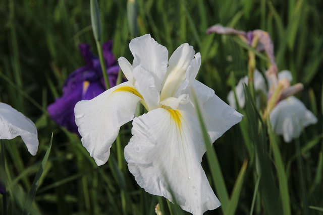 Iris - white
