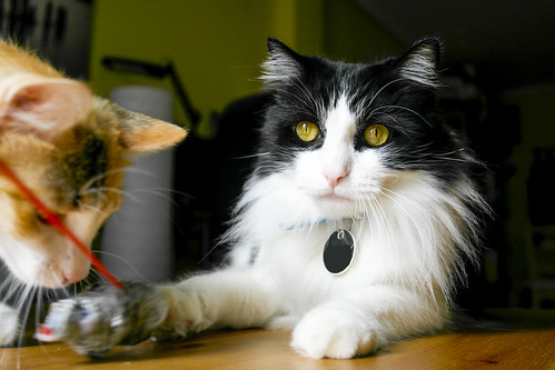 Lucho, gato cruce de Angora blanquinegro nacido en 2011 necesita hogar. Valencia. ADOPTADO. 13335874883_a8c653c95a