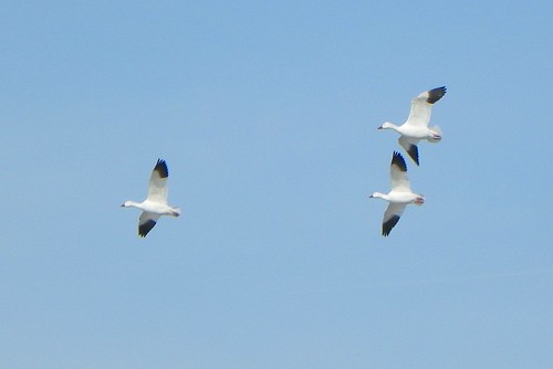 geese1